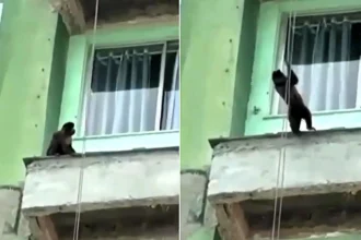 Watch the hilarious moment a monkey grabs a builders' rope and abseils down a Rio tower block - a Mission: Impossible stunt that left viewers in stitches.
