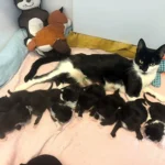 A stray cat has given birth to a whopping nine kittens - creating one of the biggest litters rescuers have seen in years, with staff syringe-feeding them twice a day.