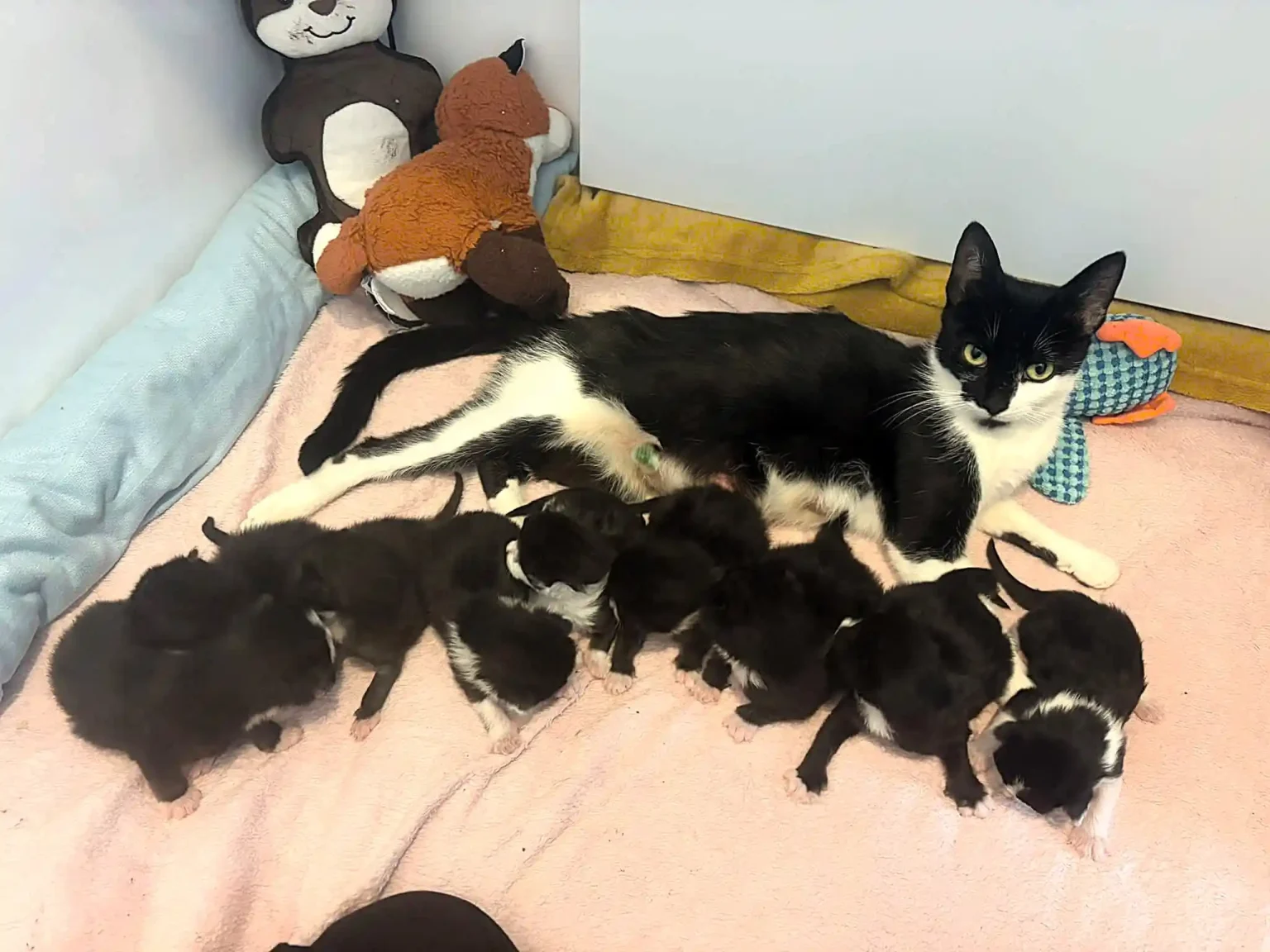 A stray cat has given birth to a whopping nine kittens - creating one of the biggest litters rescuers have seen in years, with staff syringe-feeding them twice a day.
