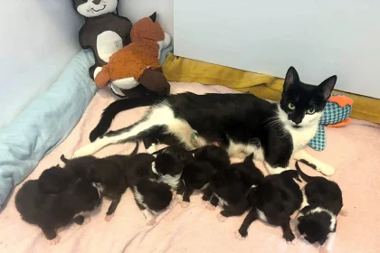 A stray cat has given birth to a whopping nine kittens - creating one of the biggest litters rescuers have seen in years, with staff syringe-feeding them twice a day.