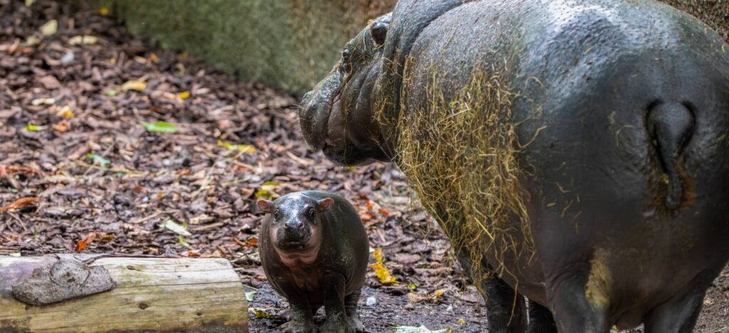 An adorable baby pygmy hippo has ventured outside for the first time - and the "sassy" one-month-old is already following in her viral big sister's footsteps.