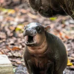 An adorable baby pygmy hippo has ventured outside for the first time - and the "sassy" one-month-old is already following in her viral big sister's footsteps.