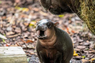 An adorable baby pygmy hippo has ventured outside for the first time - and the "sassy" one-month-old is already following in her viral big sister's footsteps.