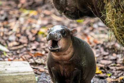 An adorable baby pygmy hippo has ventured outside for the first time - and the "sassy" one-month-old is already following in her viral big sister's footsteps.