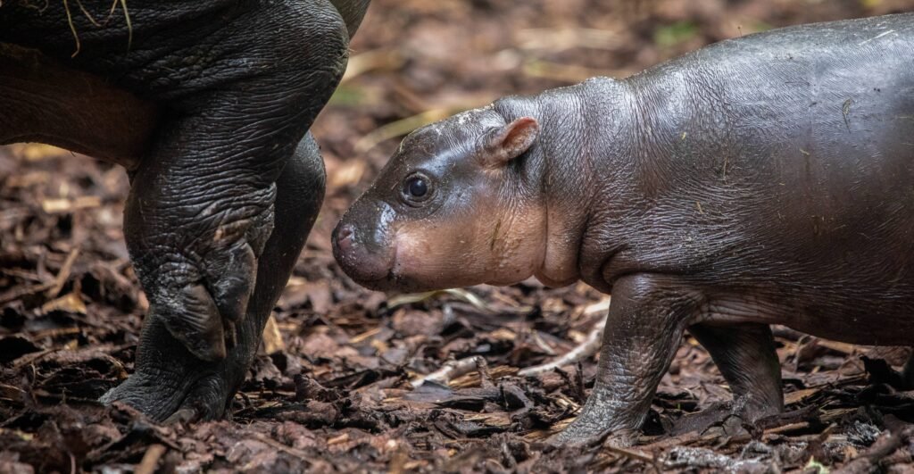 An adorable baby pygmy hippo has ventured outside for the first time - and the "sassy" one-month-old is already following in her viral big sister's footsteps.