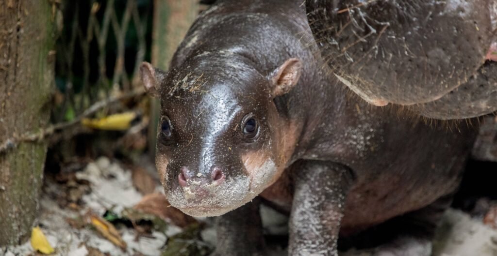 An adorable baby pygmy hippo has ventured outside for the first time - and the "sassy" one-month-old is already following in her viral big sister's footsteps.
