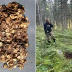 A treasure hunter who was about to give up has unearthed Finland's biggest ever Viking-era hoard - thousands of silver coins stashed in two birch-bark pots.