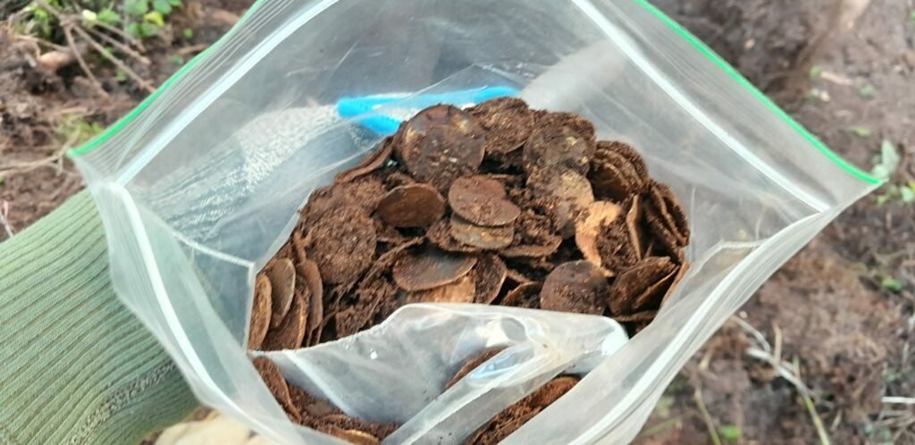 A treasure hunter who was about to give up has unearthed Finland's biggest ever Viking-era hoard - thousands of silver coins stashed in two birch-bark pots.