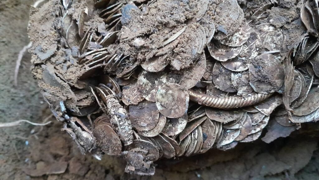 A treasure hunter who was about to give up has unearthed Finland's biggest ever Viking-era hoard - thousands of silver coins stashed in two birch-bark pots.