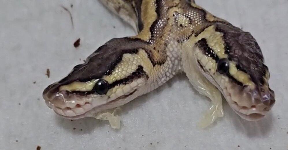 A two-headed snake has stunned breeders after hatching with two brains that both seem to control its shared body - and it is already defying the odds.