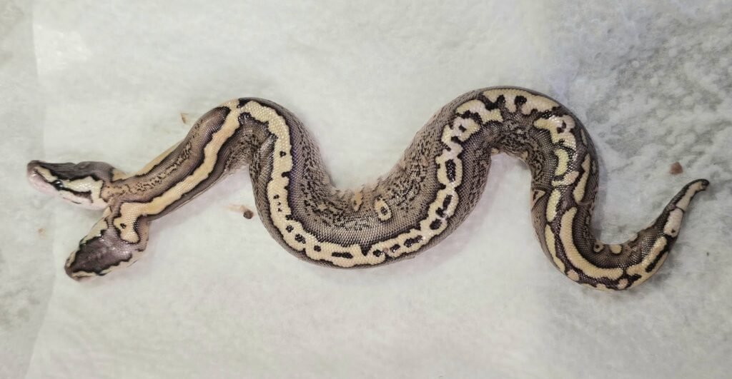 A two-headed snake has stunned breeders after hatching with two brains that both seem to control its shared body - and it is already defying the odds.