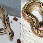 A two-headed snake has stunned breeders after hatching with two brains that both seem to control its shared body - and it is already defying the odds.