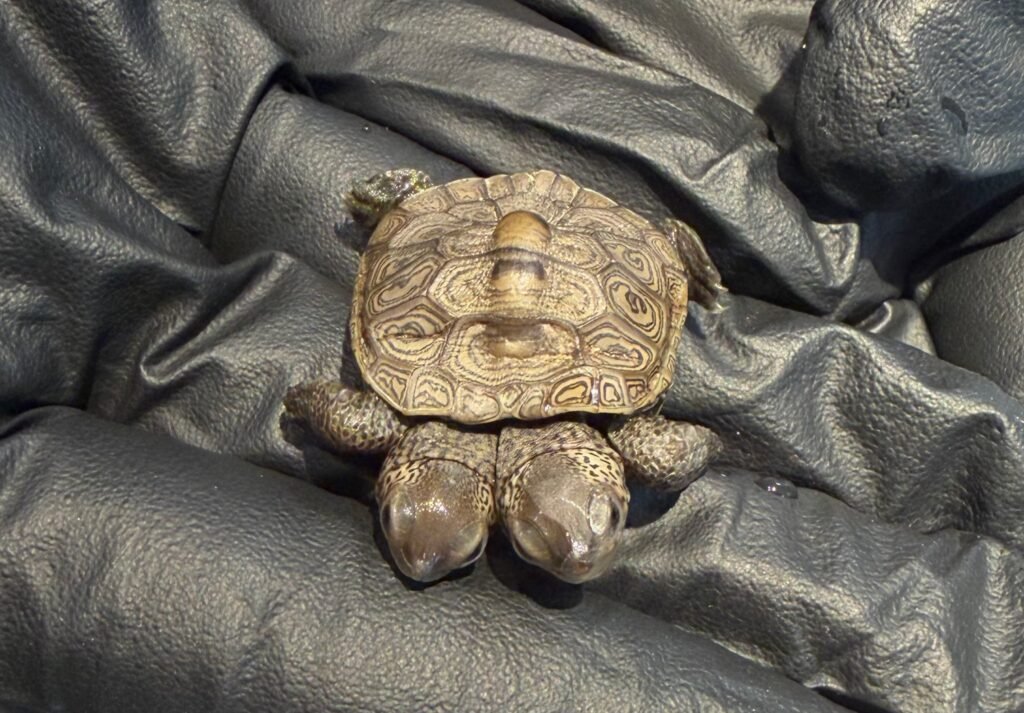 An incredibly rare two-headed baby turtle weighing just 5.2g has been found on Cape Cod - and experts say they have seen only two other cases in five years.
