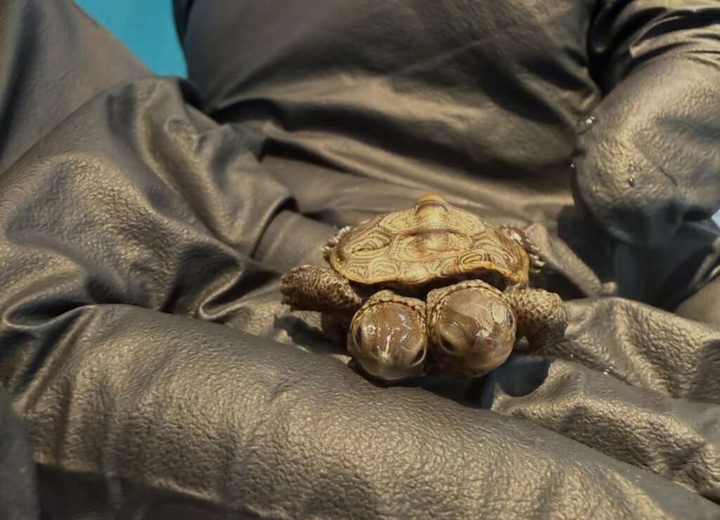 An incredibly rare two-headed baby turtle weighing just 5.2g has been found on Cape Cod - and experts say they have seen only two other cases in five years.