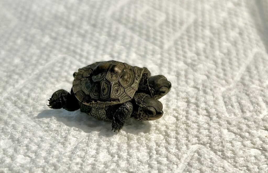 An incredibly rare two-headed baby turtle weighing just 5.2g has been found on Cape Cod - and experts say they have seen only two other cases in five years.