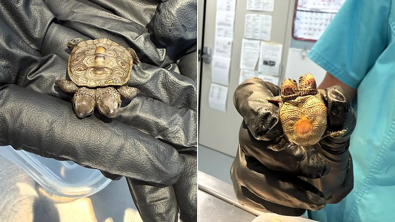 An incredibly rare two-headed baby turtle weighing just 5.2g has been found on Cape Cod - and experts say they have seen only two other cases in five years.