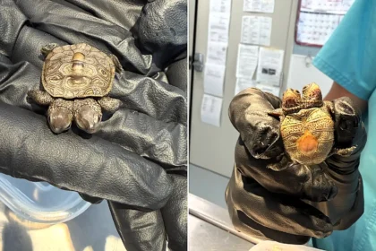 An incredibly rare two-headed baby turtle weighing just 5.2g has been found on Cape Cod - and experts say they have seen only two other cases in five years.