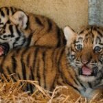 Two rare Amur tiger cubs born at Longleat have been revealed as sisters - a boost for a species with only around 450 left in the wild, and keepers are now picking names.