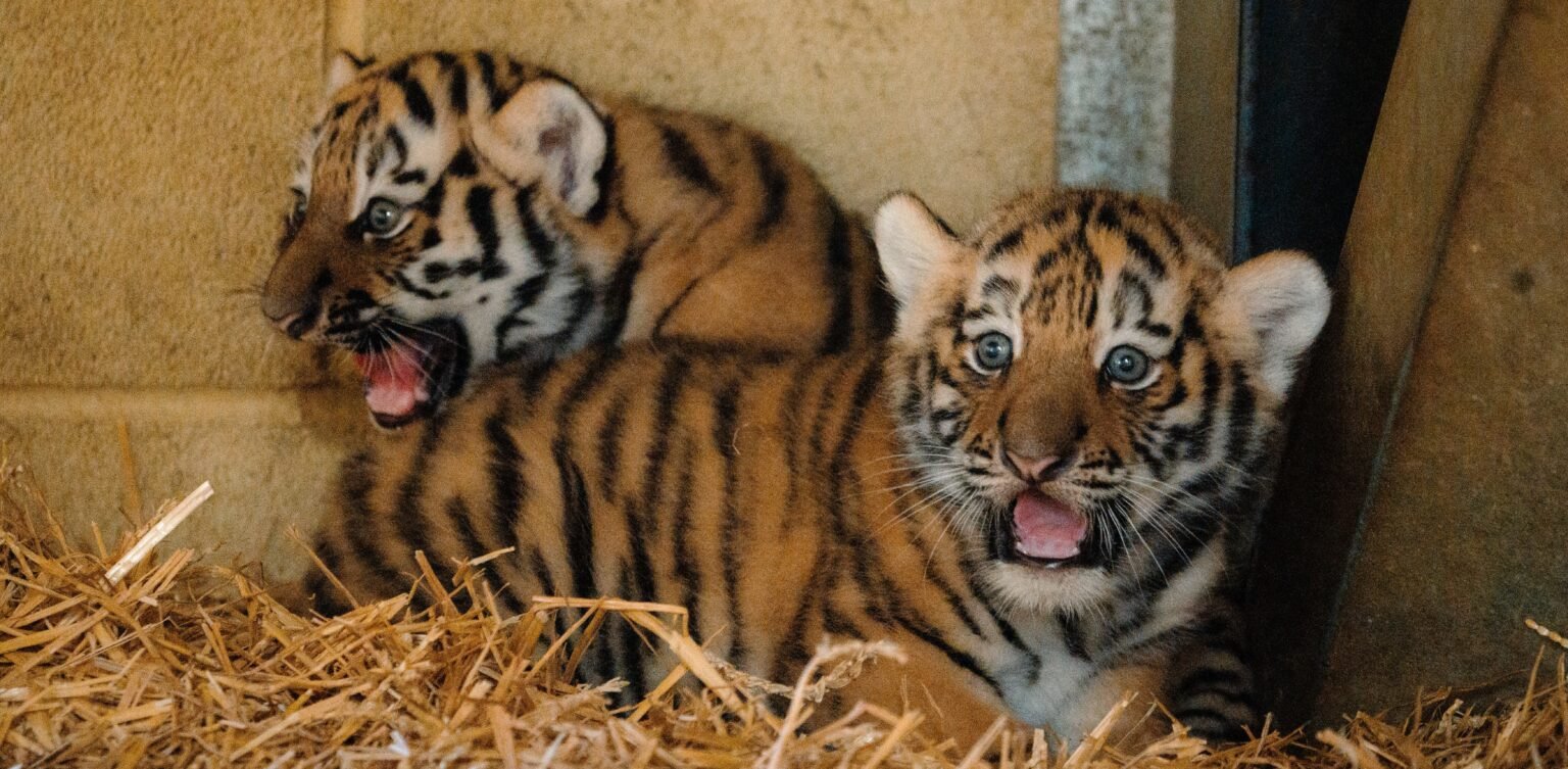 Two rare Amur tiger cubs born at Longleat have been revealed as sisters - a boost for a species with only around 450 left in the wild, and keepers are now picking names.