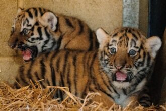 Two rare Amur tiger cubs born at Longleat have been revealed as sisters - a boost for a species with only around 450 left in the wild, and keepers are now picking names.