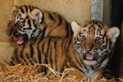 Two rare Amur tiger cubs born at Longleat have been revealed as sisters - a boost for a species with only around 450 left in the wild, and keepers are now picking names.