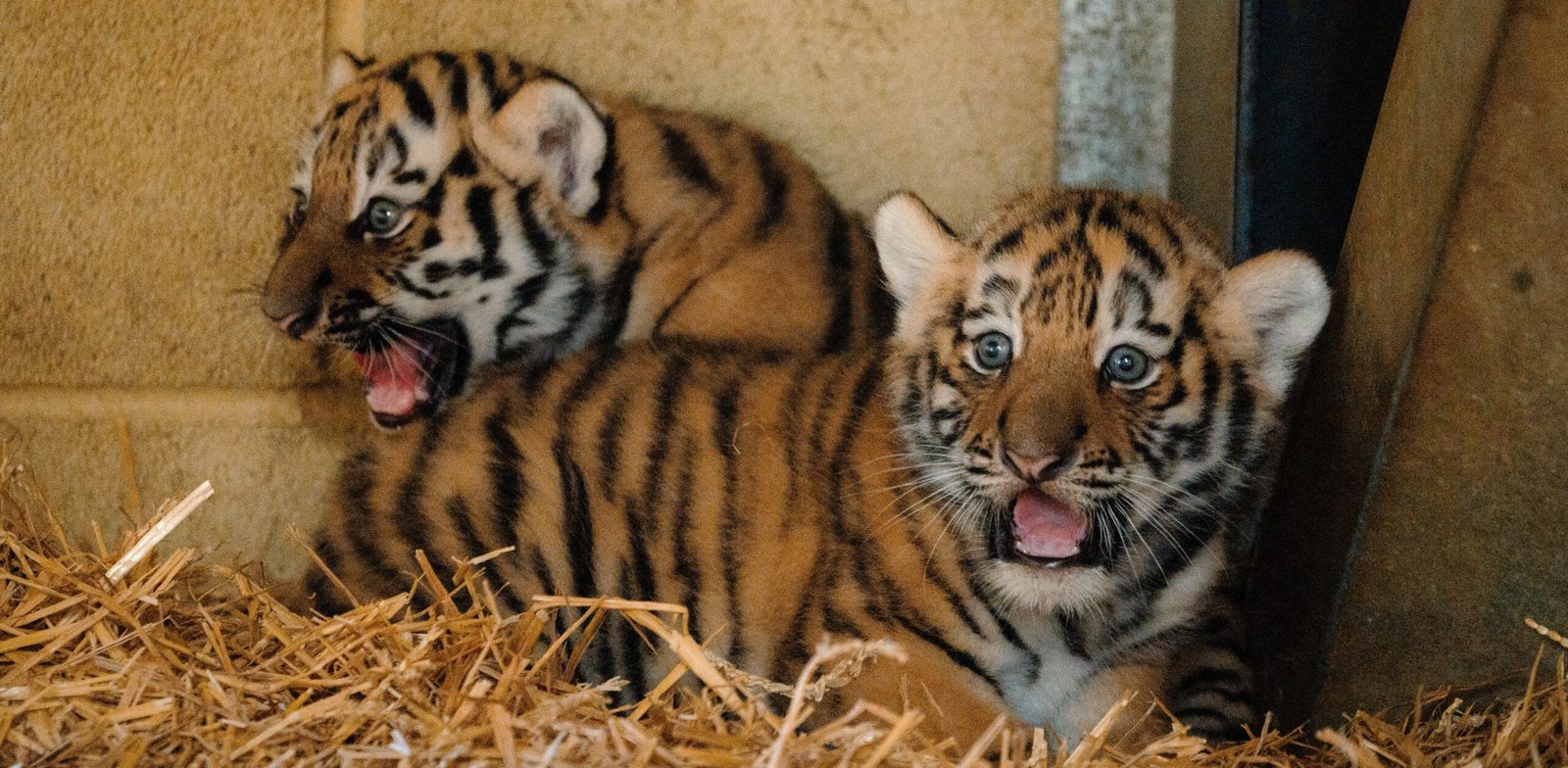 Two rare Amur tiger cubs born at Longleat have been revealed as sisters - a boost for a species with only around 450 left in the wild, and keepers are now picking names.