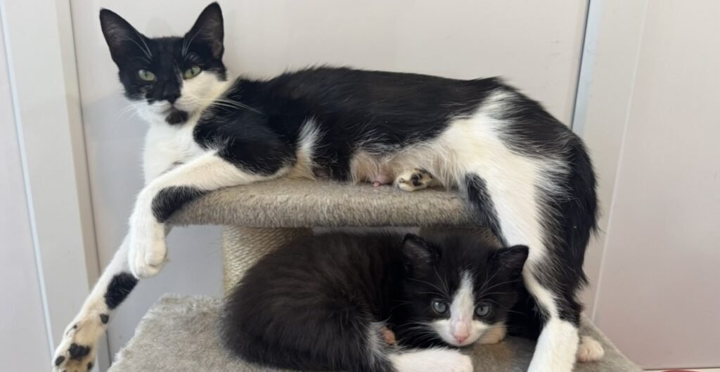 A stray cat has given birth to a whopping nine kittens - creating one of the biggest litters rescuers have seen in years, with staff syringe-feeding them twice a day.