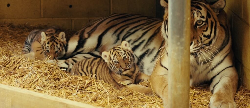 Two rare Amur tiger cubs born at Longleat have been revealed as sisters - a boost for a species with only around 450 left in the wild, and keepers are now picking names.