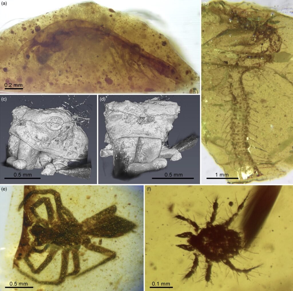 Construction workers accidentally uncovered a 105-million-year-old hoard of rare blue-violet amber packed with more than 1,500 preserved prehistoric creatures.