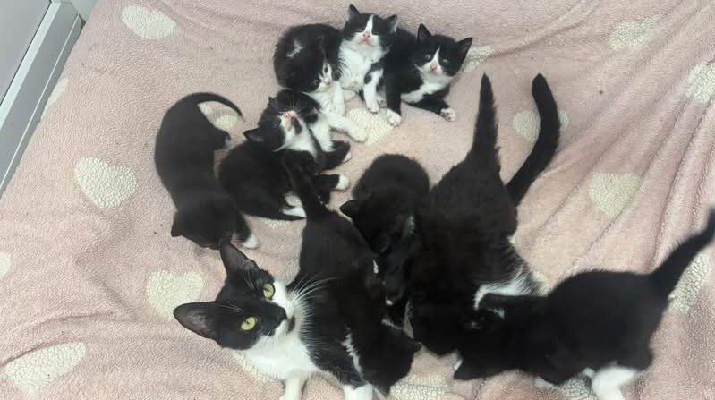 A stray cat has given birth to a whopping nine kittens - creating one of the biggest litters rescuers have seen in years, with staff syringe-feeding them twice a day.