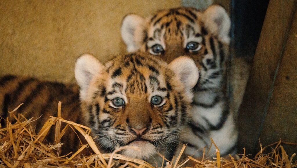 Two rare Amur tiger cubs born at Longleat have been revealed as sisters - a boost for a species with only around 450 left in the wild, and keepers are now picking names.