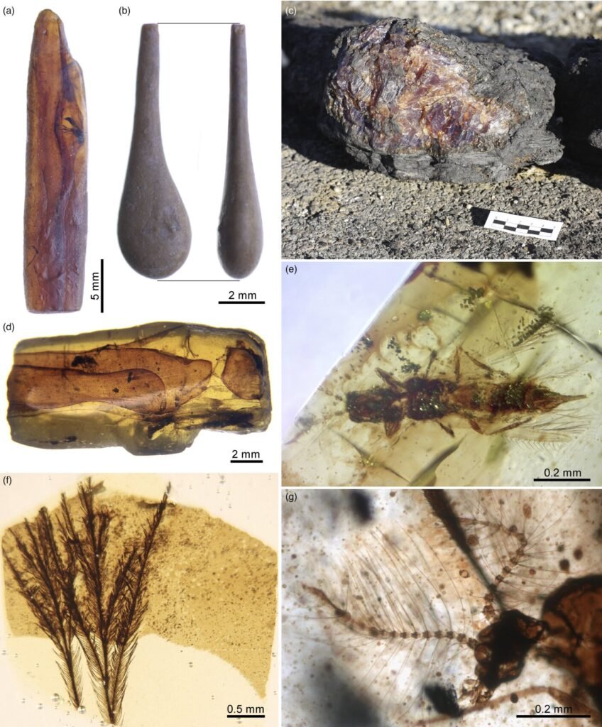 Construction workers accidentally uncovered a 105-million-year-old hoard of rare blue-violet amber packed with more than 1,500 preserved prehistoric creatures.