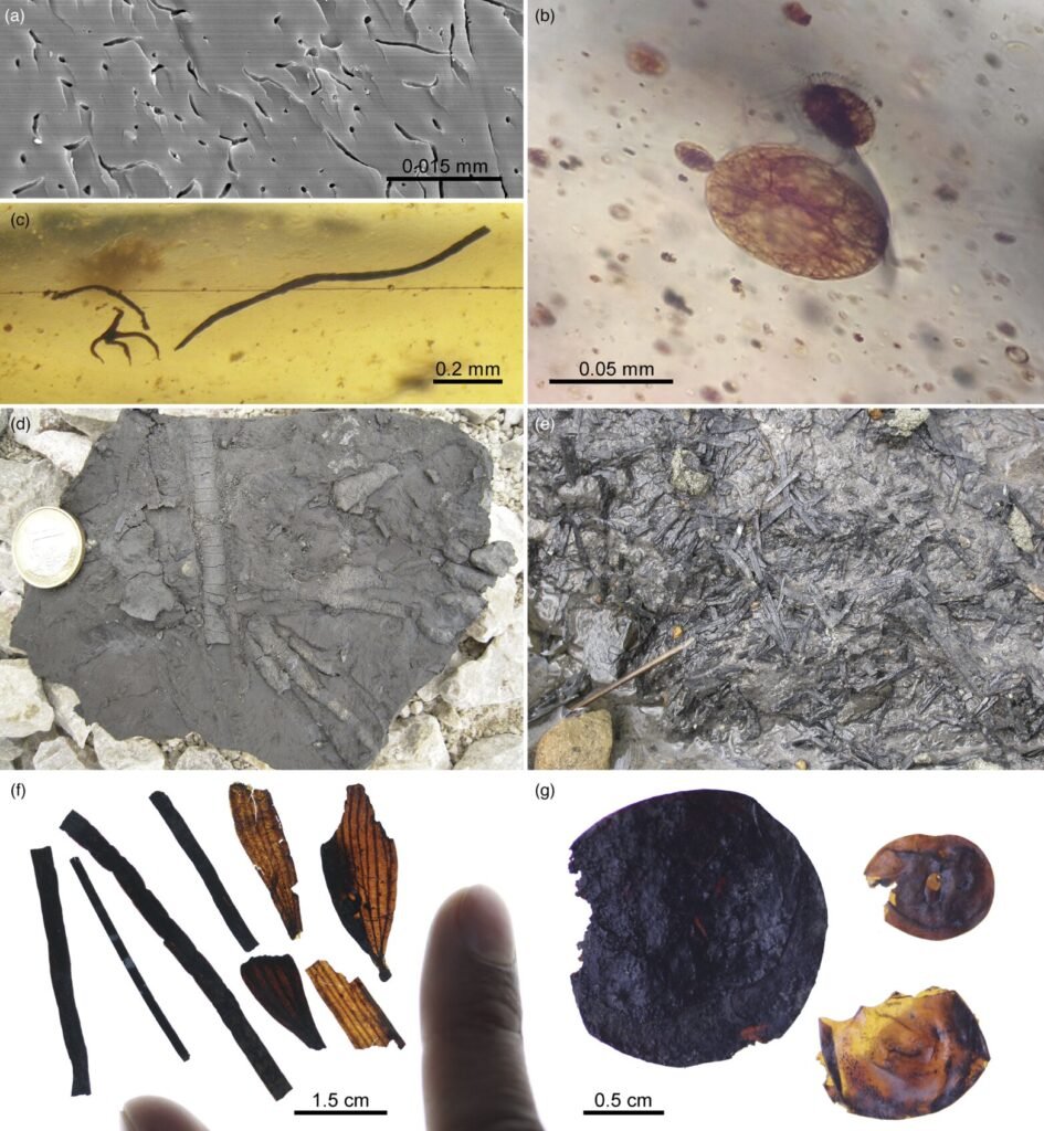 Construction workers accidentally uncovered a 105-million-year-old hoard of rare blue-violet amber packed with more than 1,500 preserved prehistoric creatures.