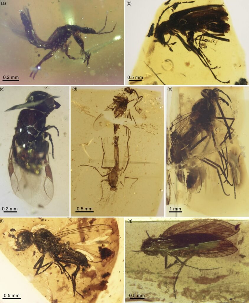 Construction workers accidentally uncovered a 105-million-year-old hoard of rare blue-violet amber packed with more than 1,500 preserved prehistoric creatures.
