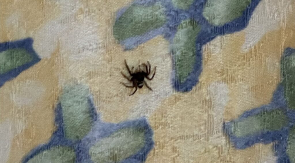 A holidaymaker says her £2,000 Majorca break was ruined by a room "smaller than a prison cell" - with bunk beds and ants crawling up the walls.