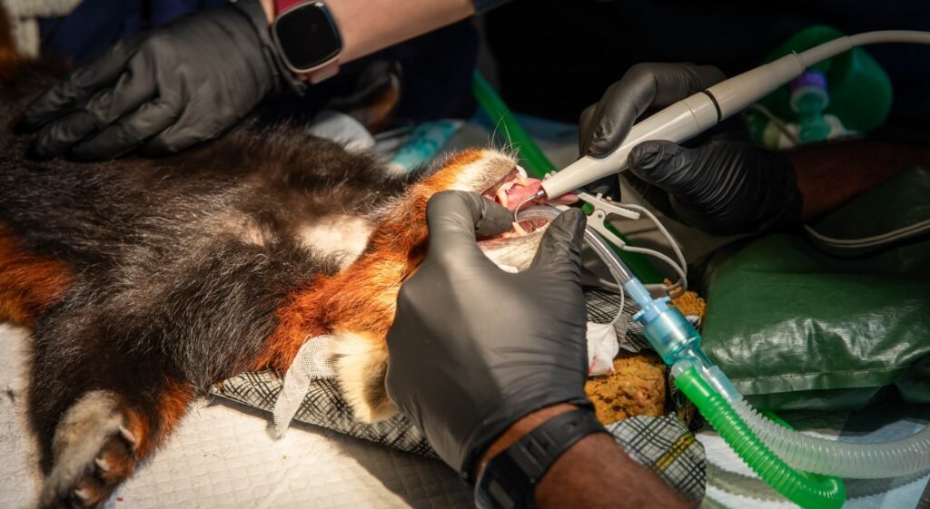 An adorable red panda has undergone a full-body MOT after worried keepers noticed he had gone off his food - with vets discovering a surprisingly simple cause.