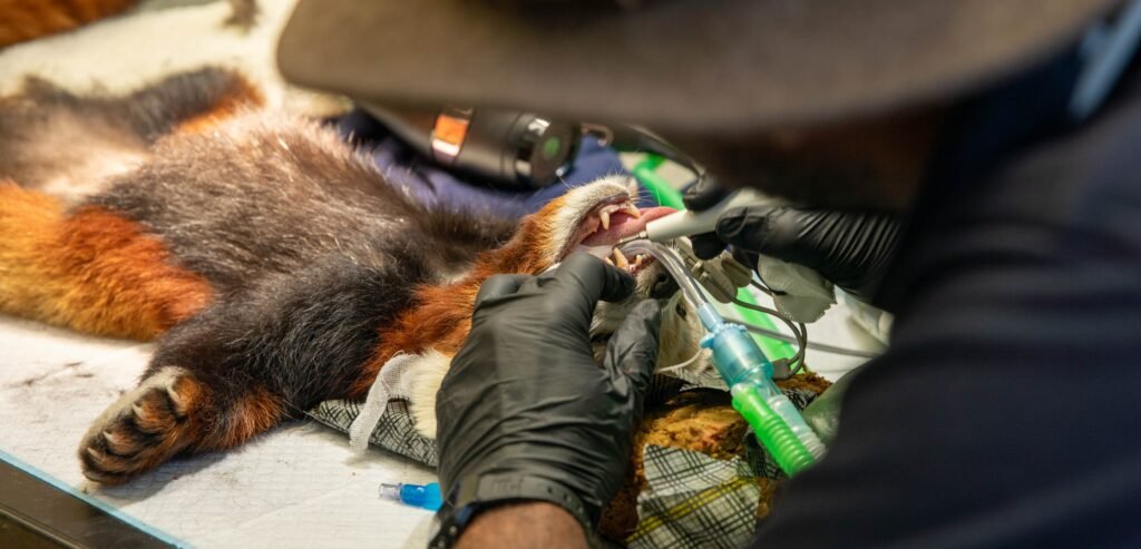An adorable red panda has undergone a full-body MOT after worried keepers noticed he had gone off his food - with vets discovering a surprisingly simple cause.