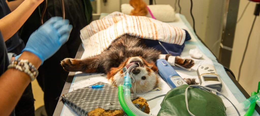An adorable red panda has undergone a full-body MOT after worried keepers noticed he had gone off his food - with vets discovering a surprisingly simple cause.