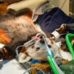 An adorable red panda has undergone a full-body MOT after worried keepers noticed he had gone off his food - with vets discovering a surprisingly simple cause.