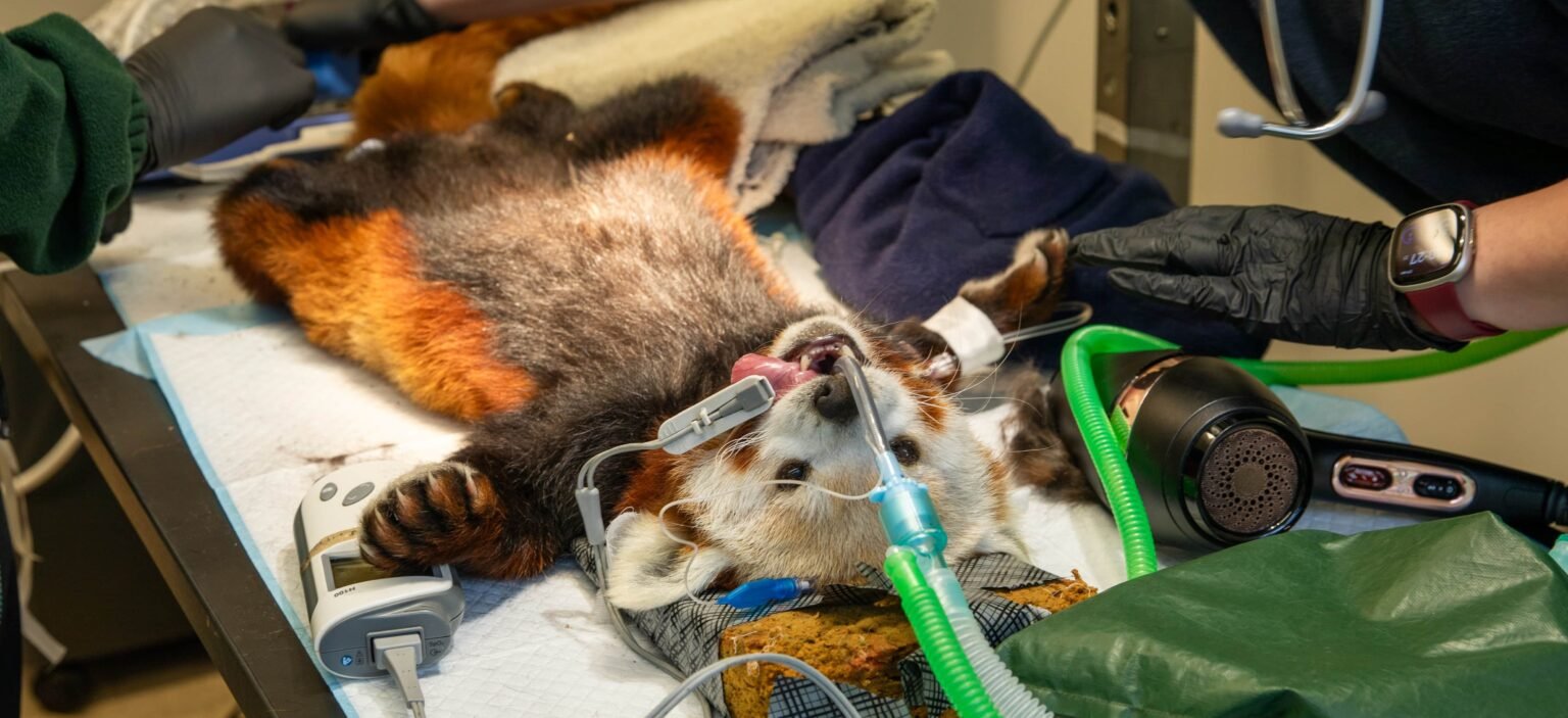An adorable red panda has undergone a full-body MOT after worried keepers noticed he had gone off his food - with vets discovering a surprisingly simple cause.