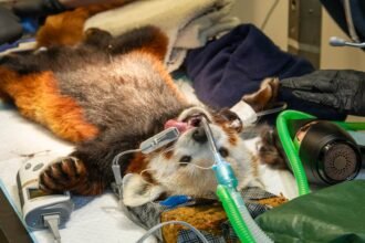 An adorable red panda has undergone a full-body MOT after worried keepers noticed he had gone off his food - with vets discovering a surprisingly simple cause.