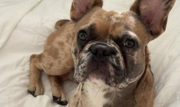 An adorable airport worker has melted hearts by sitting down on the tarmac to comfort a nervous dog travelling in the hold - as his anxious owner watched on.