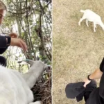 England goalkeeper Mary Earps has pulled off another great save by battling nettles and thorns to rescue a trapped goat she mistook for a lamb - then named him Trevor.
