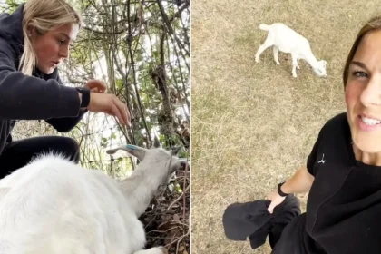 England goalkeeper Mary Earps has pulled off another great save by battling nettles and thorns to rescue a trapped goat she mistook for a lamb - then named him Trevor.