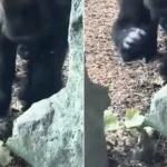 A huge silverback gorilla at Cincinnati Zoo appeared stumped after finding a fearless squirrel tucking into his lettuce - and gently patted it as it carried on eating.