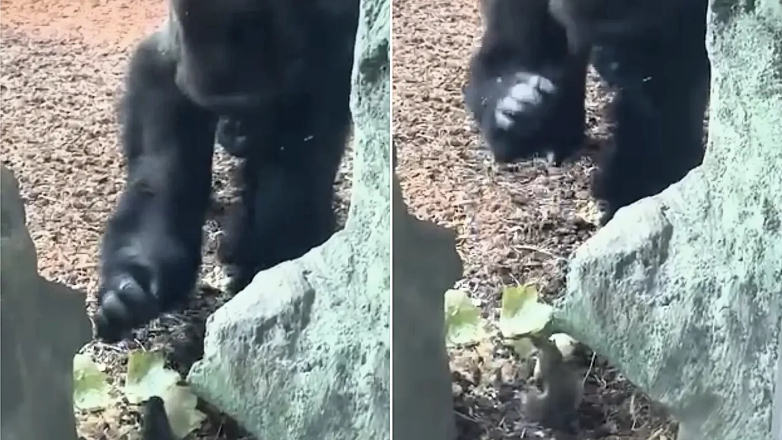 A huge silverback gorilla at Cincinnati Zoo appeared stumped after finding a fearless squirrel tucking into his lettuce - and gently patted it as it carried on eating.