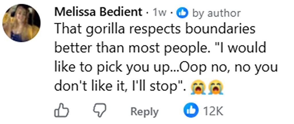 A huge silverback gorilla at Cincinnati Zoo appeared stumped after finding a fearless squirrel tucking into his lettuce - and gently patted it as it carried on eating.
