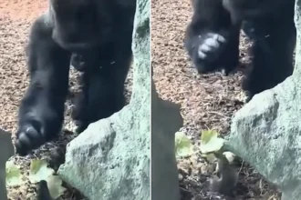 A huge silverback gorilla at Cincinnati Zoo appeared stumped after finding a fearless squirrel tucking into his lettuce - and gently patted it as it carried on eating.
