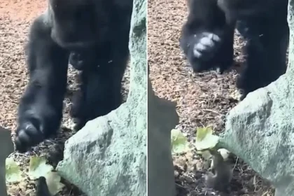 A huge silverback gorilla at Cincinnati Zoo appeared stumped after finding a fearless squirrel tucking into his lettuce - and gently patted it as it carried on eating.