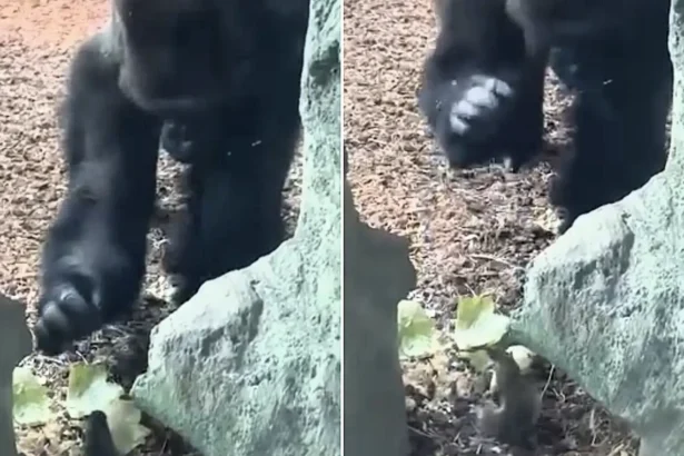A huge silverback gorilla at Cincinnati Zoo appeared stumped after finding a fearless squirrel tucking into his lettuce - and gently patted it as it carried on eating.